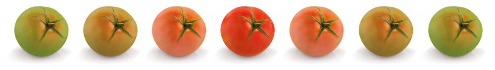 The oversize tomato image in the foyer is a lenticular image that subtly shifts from green to red– the tomato ripens as visitors pass by it.