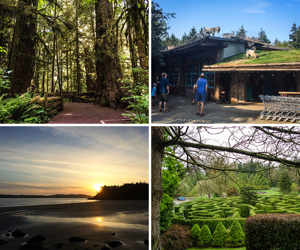A few of my photos that I contributed to the website; Cathedral Grove at MacMillan Provincial Park, Goats on the Roof at the Old Country Market in Coombs, a sunset in Tofino and the maze at VanDusen Botanical Gardens.